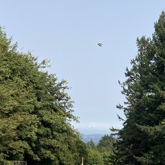 Mt. Hood as seen from Council Crest on a late evening in late summer. The air is mildly hazy from wildfires but visibility still good enough to see the mountain. A swallow crosses the frame in the foreground