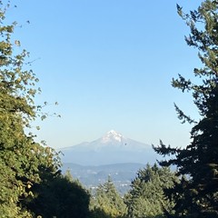 Mt. Hood on an unseasonably warm and very clear early autumn evening, at sunset. A bird is silhouetted against teh mountain