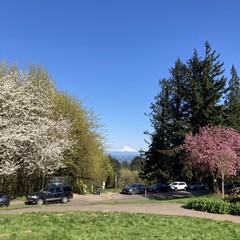 Plum tree in blossom, snowy mountain, deep blue sky