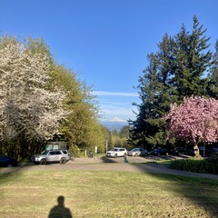 with the sun behind me, my shadow is visible on the grass. clear sky, mountain, plum tree at peak bloom